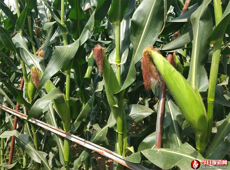 玉米棒 (1).jpg