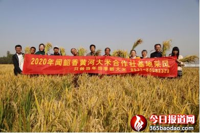 千年聞韶臺 曲堤聞韶香——2020年曲堤聞韶香黃河大米合作社基地采風側記1049_副本.jpg