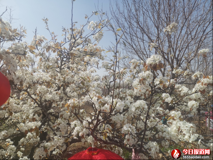 梨花飛雪 好客寧陽0330351.png