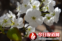 梨花飛雪 好客寧陽03301221.png