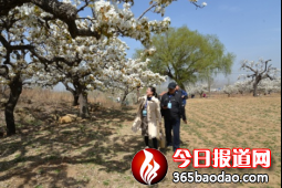 梨花飛雪 好客寧陽03301227.png