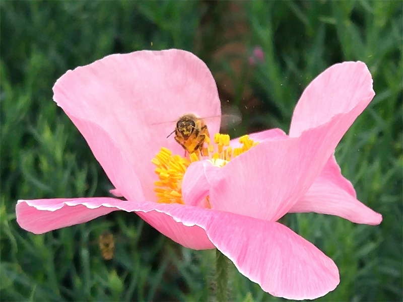 .. 虞美人 (1).jpg