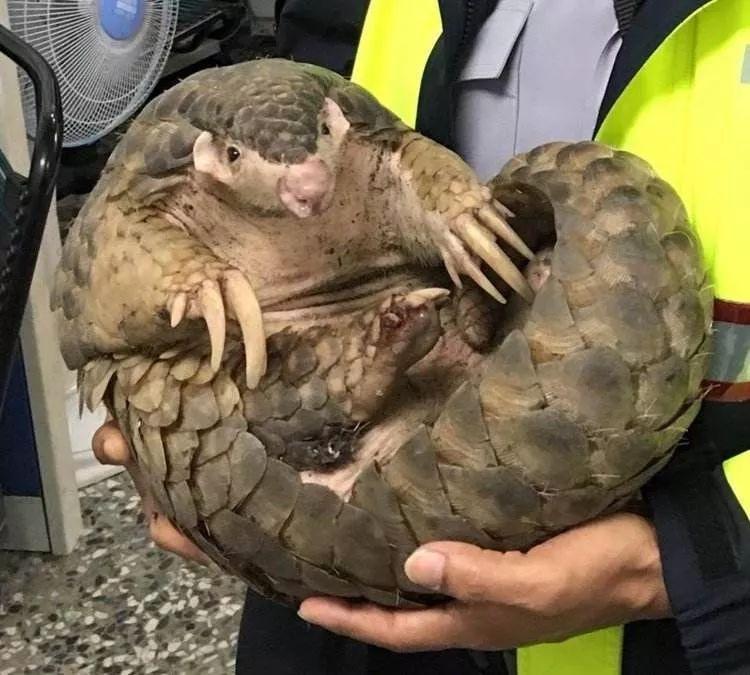 пҪԡһֻwɽһ(g)(ni)6D(zhun)ֺ󱻶ϲ