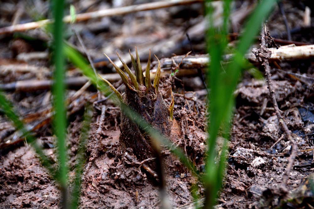圖6:在金溪竹林里,早春筍露出個(gè)頭,“遐想”春天。.JPG