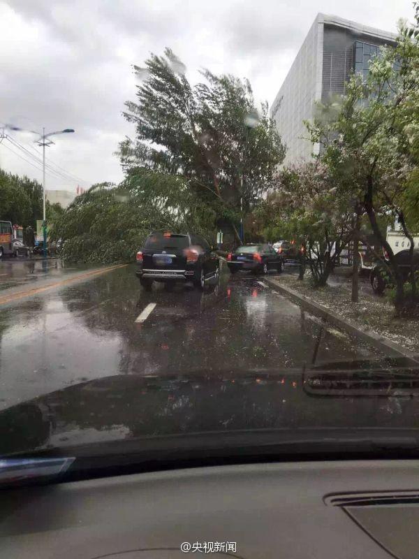 暴雨大風襲擊遼寧 大樹被連根拔起(圖)