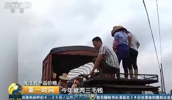 央視曝廣東菠蘿價格大跌 2毛一斤邊無人問津