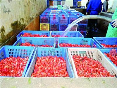 蝦經分揀后在工廠內被蒸煮熟,工人澆水降溫。